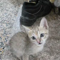 واگذاری گربه رایگان|گربه|بندر امام خمینی, |دیوار