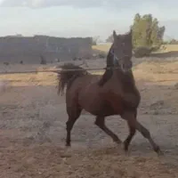 سوار کاری و علاقه به اسب