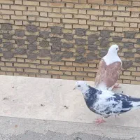 دوکت قاب معاوضه با طوق هفت رنگ|پرنده|بروجن, |دیوار