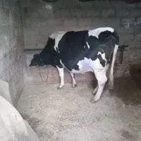 گاو آبستن گاو شیری|حیوانات مزرعه|نشتارود, |دیوار
