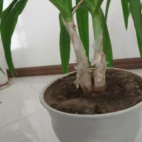 فروش گلدان سوسن دوقلو