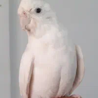 عروسی هلندی آلبینو