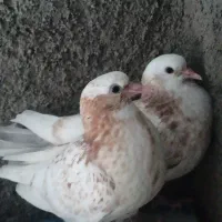 کاشونی جفت جوجه  ۲۵۰