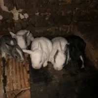 بچه خرگوش ۵ عدد