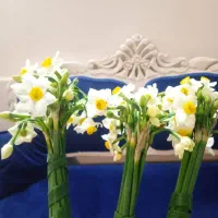 فروش گل نرگس