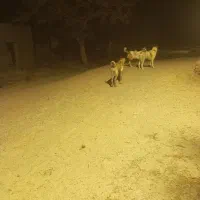 زنگولهگمشده