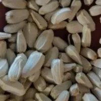 بذر گلرنگ
