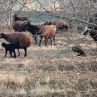 میش بابره درجه جوان