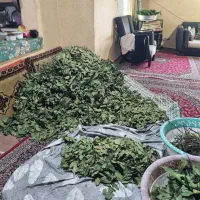 فروش برگ بو|خدمات باغبانی و درختکاری|چابکسر, |دیوار