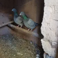 پلاکی مسافتی