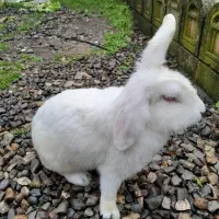 خرگوش ۷ ماهه ماده نژاد رکس