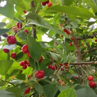 نهال اصلاح شده به زیر قیمت بازار