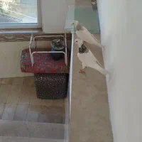 نرو ماده طوقی بسیار عالی|پرنده|ابهر, |دیوار