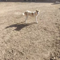 سگ مناسب نگهبانی