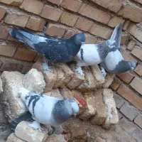 کبوتر ترکیه ای