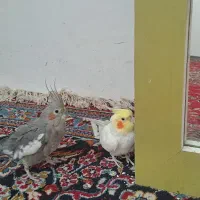 عروس هلندی همراه با قفس و لانه
