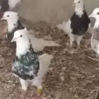 کبوترفروشی