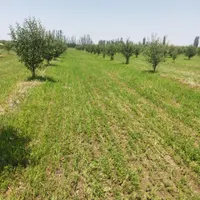 اجاره ۱ هکتاریونجه