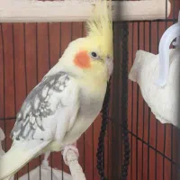 طوطی عروس نر|پرنده|رشت, نظری|دیوار