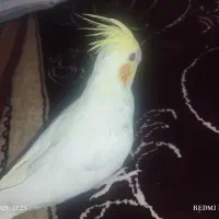 عروس هلندی لوتینو نر معاوضه با جفت کوتوله|پرنده|مشهد, پنجتن|دیوار