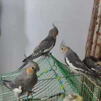 جوجه عروس هلندی