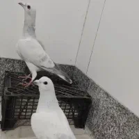 کفتر سبز کرمانی