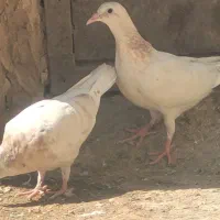 جوجه سار مامی عتیقه