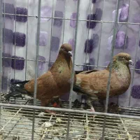 کبوتر کله تاپ|پرنده|دشت آزادگان, |دیوار