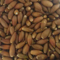 بلوط تازه زاگرس|خوردنی و آشامیدنی|ارژن, |دیوار