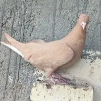 رزد دم سفید