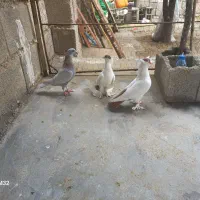 کبوتر کله دمبی طوقی