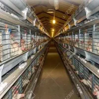 مرغداری تخم گذار