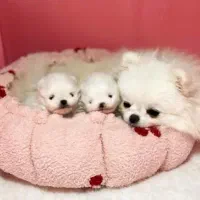 توله پامرانین خرسی اصیل|سگ|مشهد, حسینآباد|دیوار