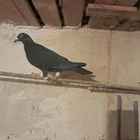 کفتر|پرنده|بوئین زهرا, |دیوار