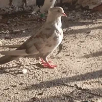 کلاغ کوهی
