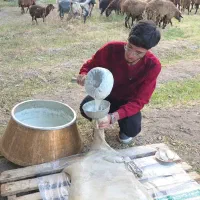 لبنیات خالص عشایری ایل سنگسر
