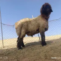 بره قوچ بختیاری|حیوانات مزرعه|ارژن, |دیوار