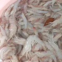 میگو درجه یک