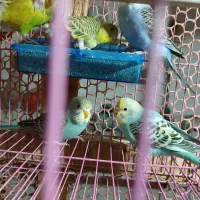 مرغ عشق و عروس هلندی