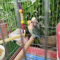 دو عدد طوطی برزیلی