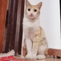 گربه حمایتی