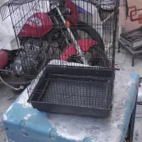 قفس عروس هلندی