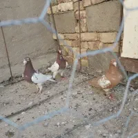 کارل|پرنده|کرباسک, |دیوار