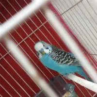 مرغ عشق ابی