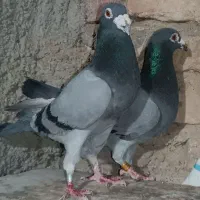 سبز