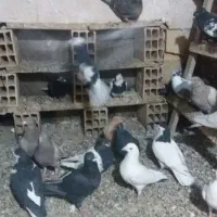 کبوتر پرشی فقط یکجا