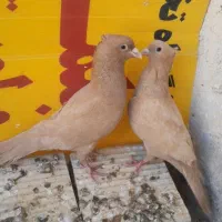 زرد کرمونی کاکلی