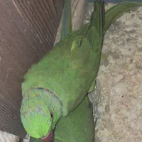 فروش طوطی ملنگو جفت نر و ماده و...