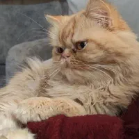 واگذاری دو گربه باهم