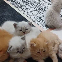 واگذاری بچه گربه نژاد دار